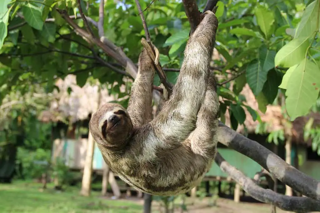 Never hold a sloth