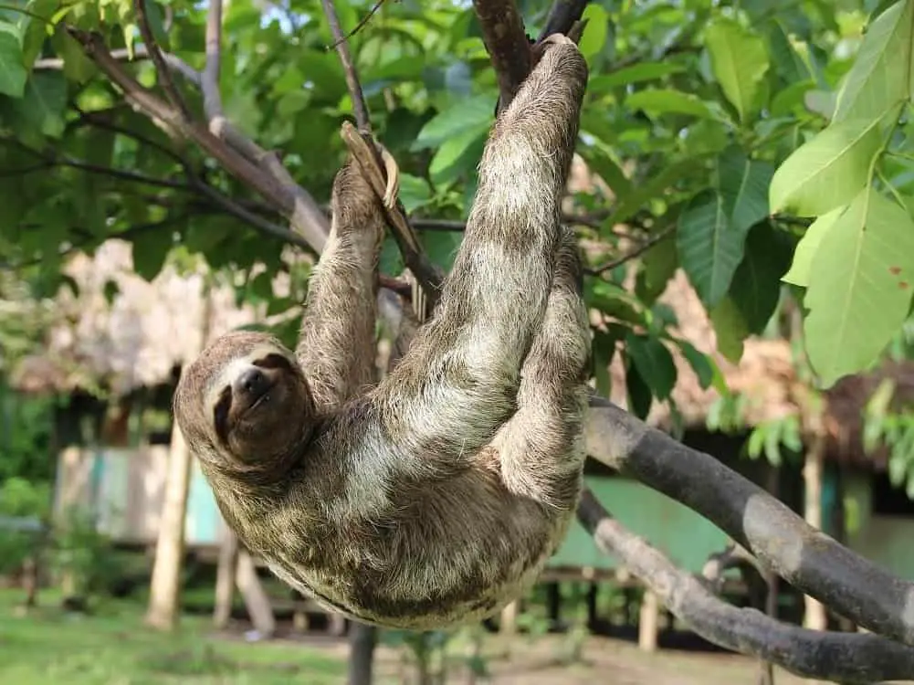Never hold a sloth