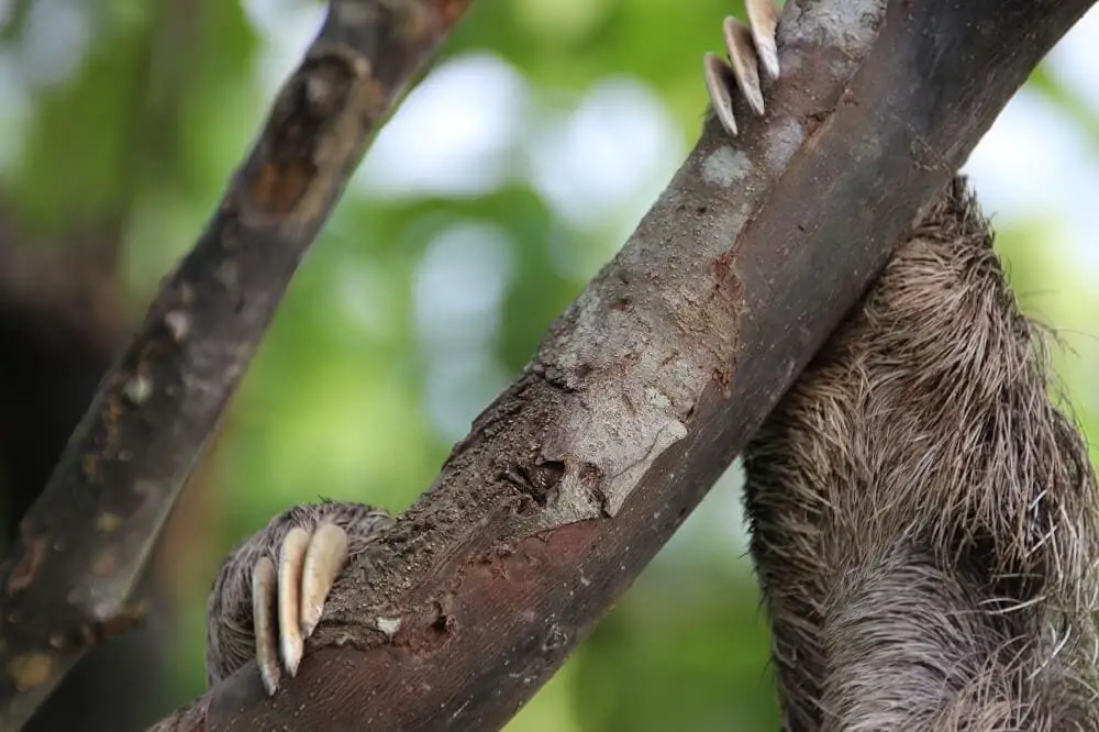 A sloth hanging on to a tree