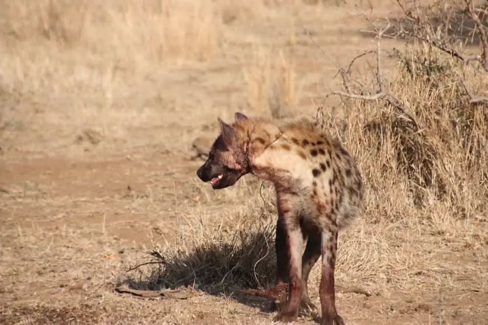 Snared Hyena