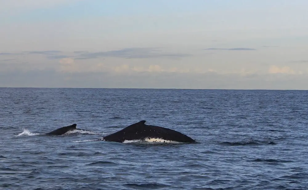 Whales in Sydney