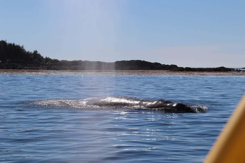 Tofino is one of the best places to see whales in the world