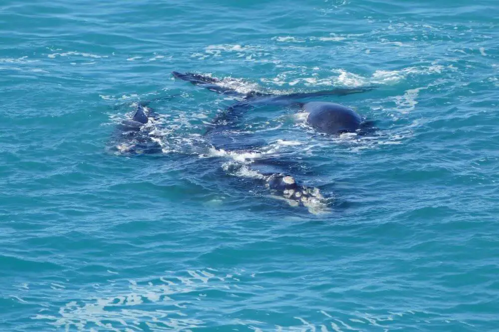 Whale watching Head of the Bight – Australia