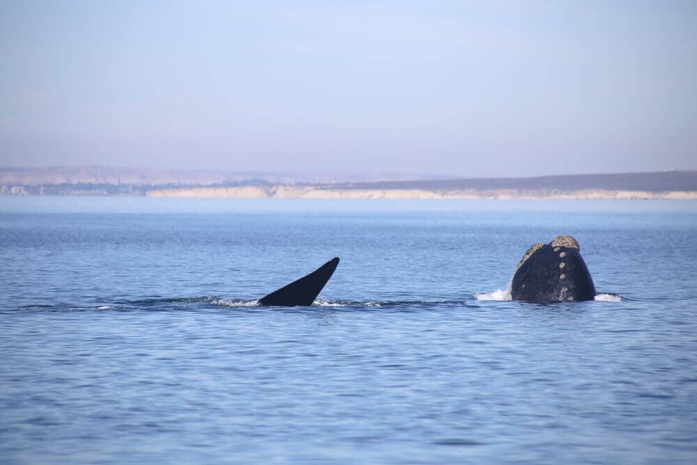 Whale watching in Argentina