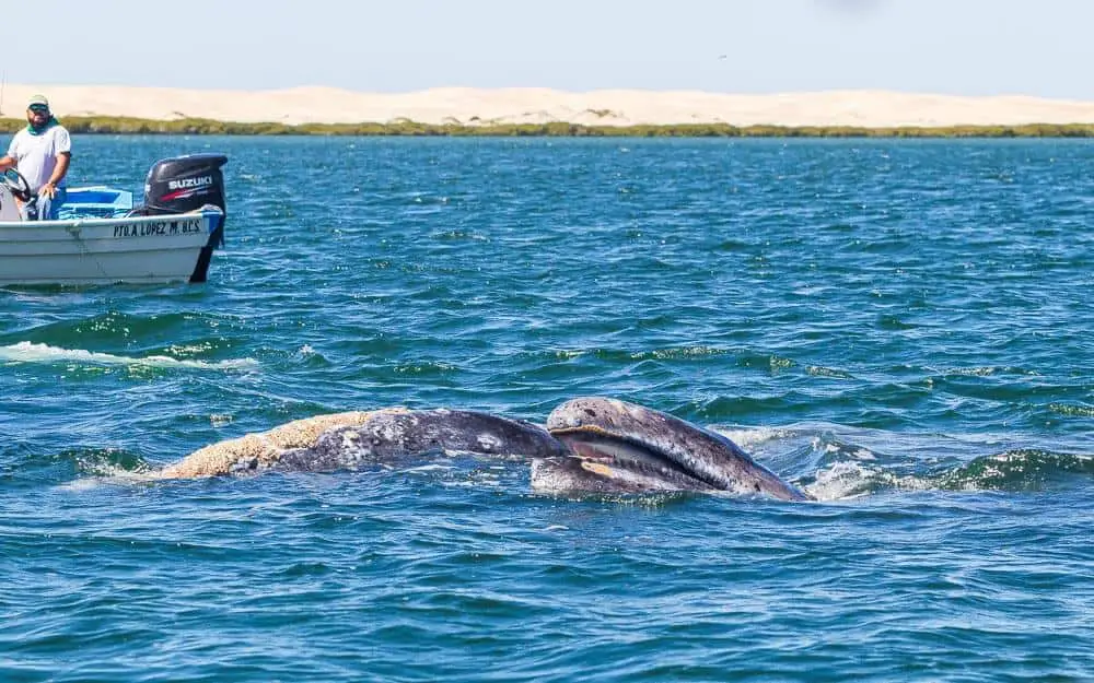 Whale watching in Baja Mexico