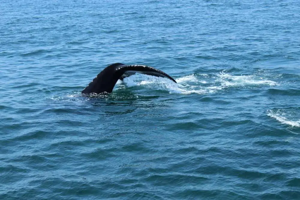 Whale watching in Cape Cod