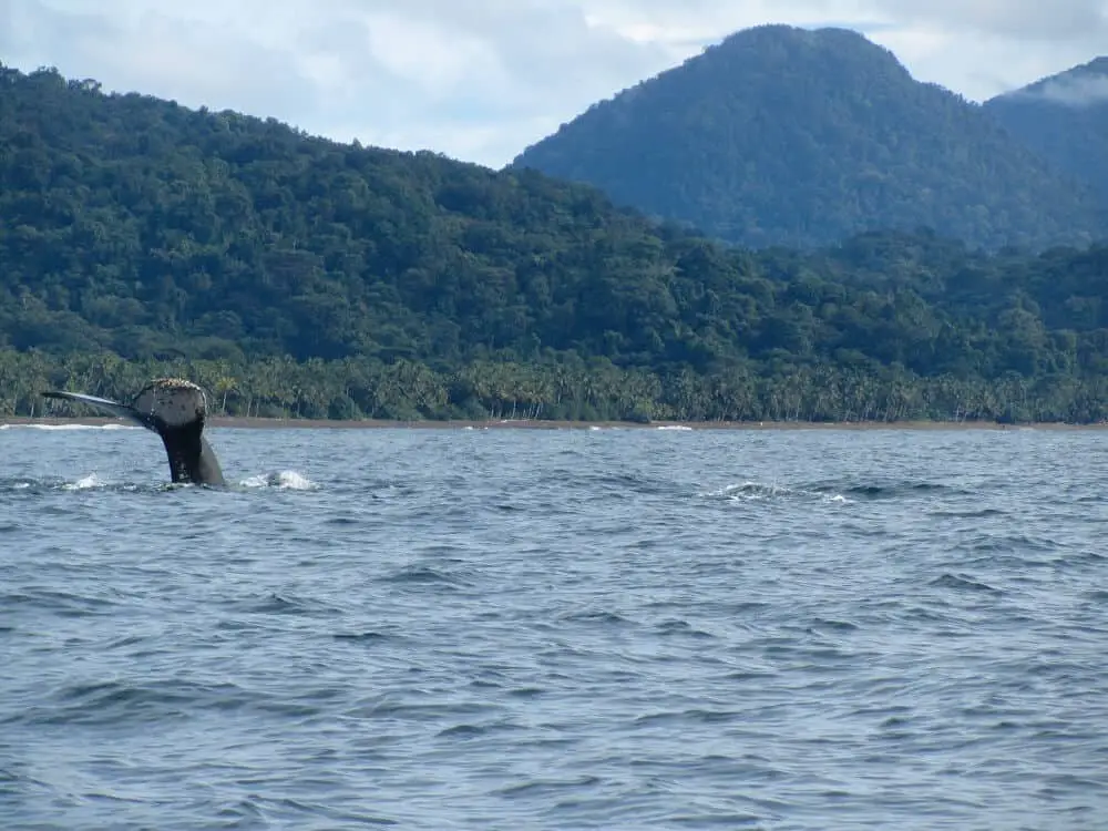 Whale watching in Colombia