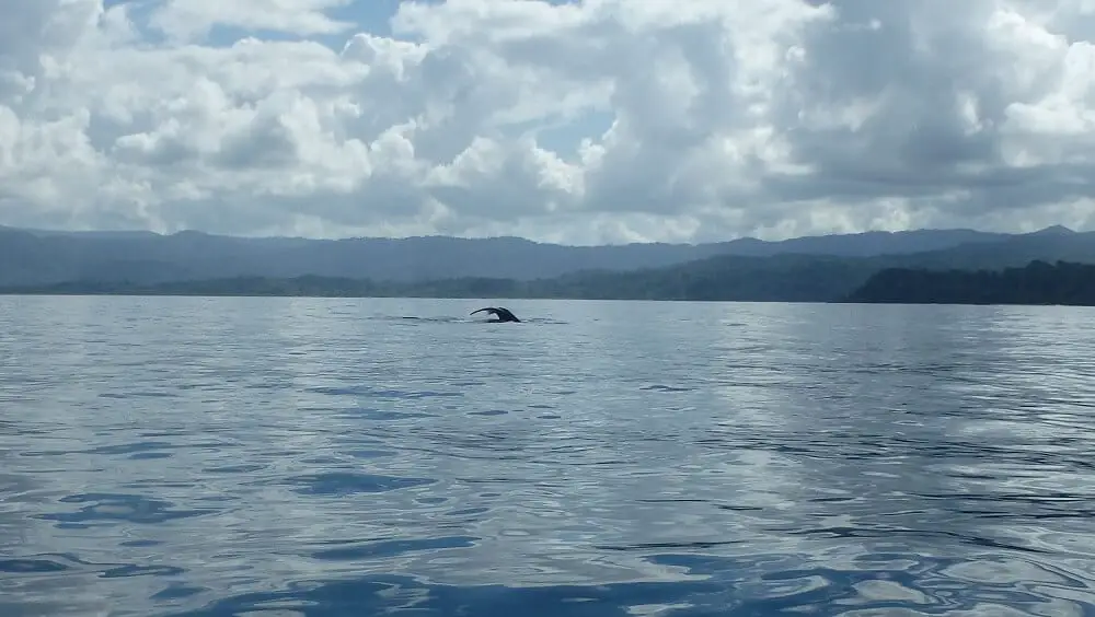 Whale watching in Corcovado Costa Rica