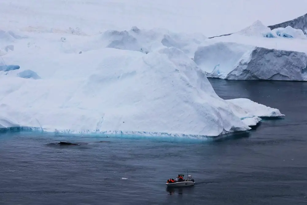 Whale watching in Ilulissat Greenland