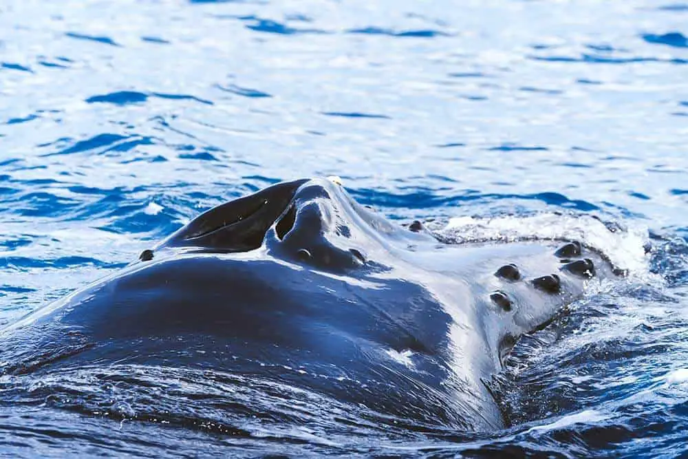 Whale watching in Tromsø