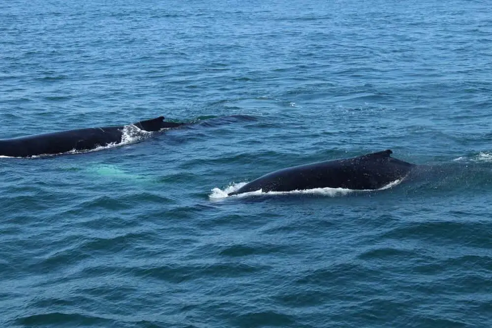 Whales at Cape Cod, USA