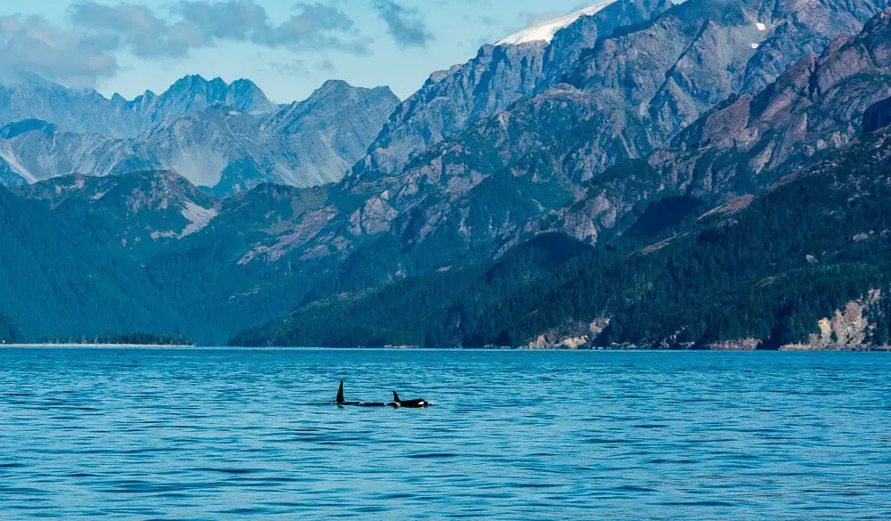 Whale watching in Seward