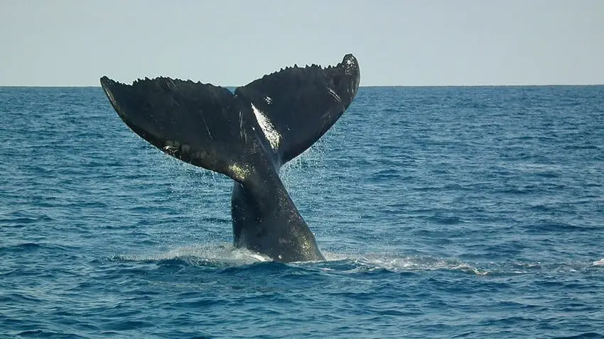 Brazil has some of the best whale watching in the world