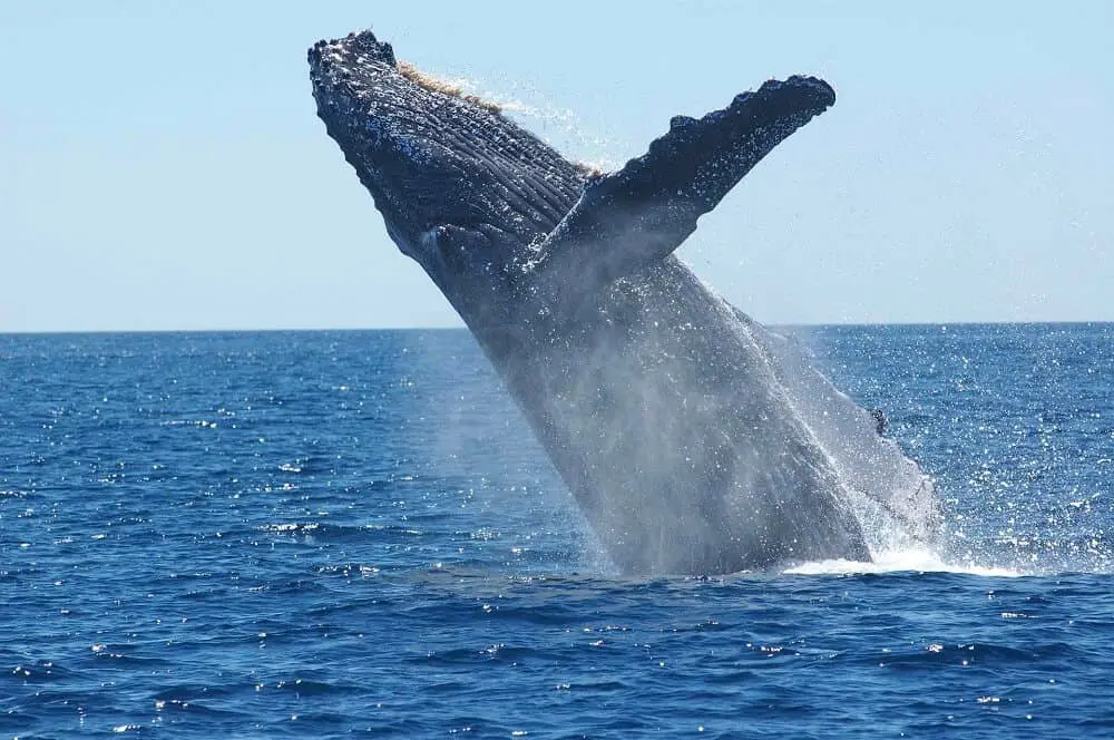 Saint Marie in Madagascar is one of the best places for whale watching in the world