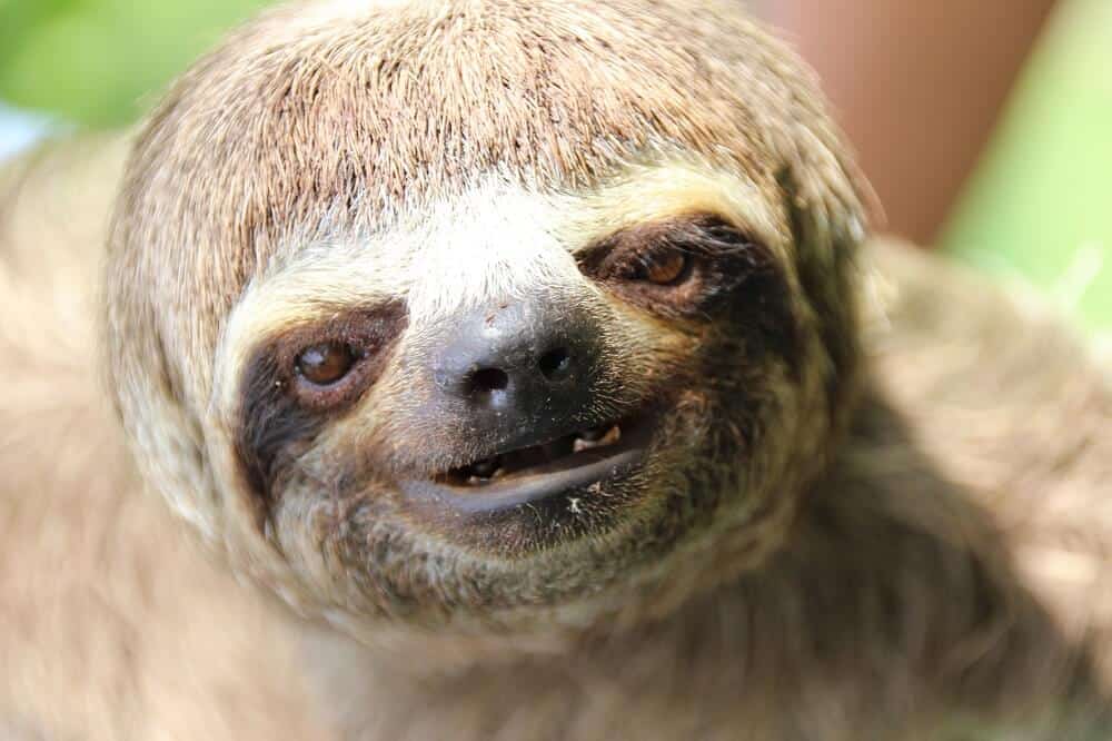Use a zoom to take close ups of sloths, don’t go close to them