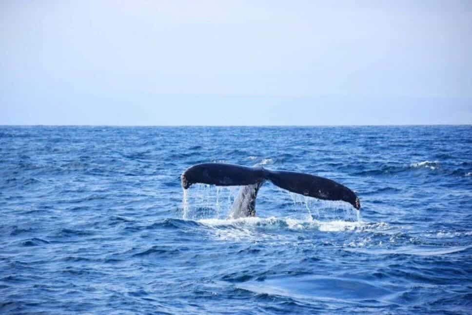 Whale watching in Mirissa, Sri Lanka