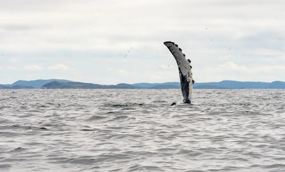Newfoundland has some of the best whale watching in the world