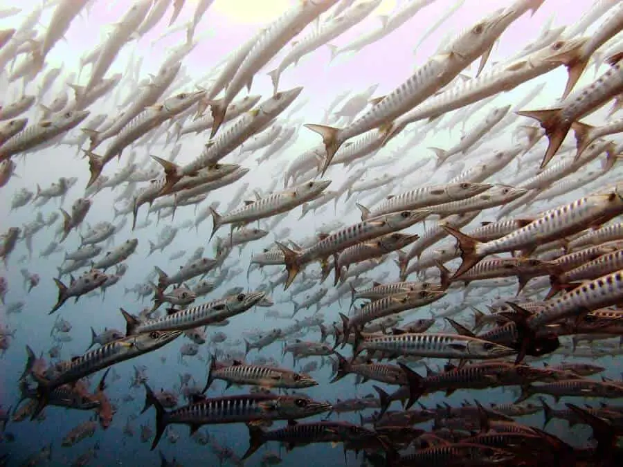 Barracuda Point Sipadan Malaysia