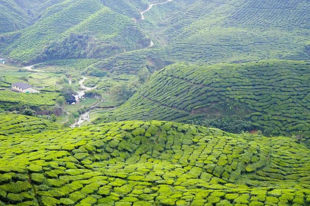 Cameron Highlands Malaysia