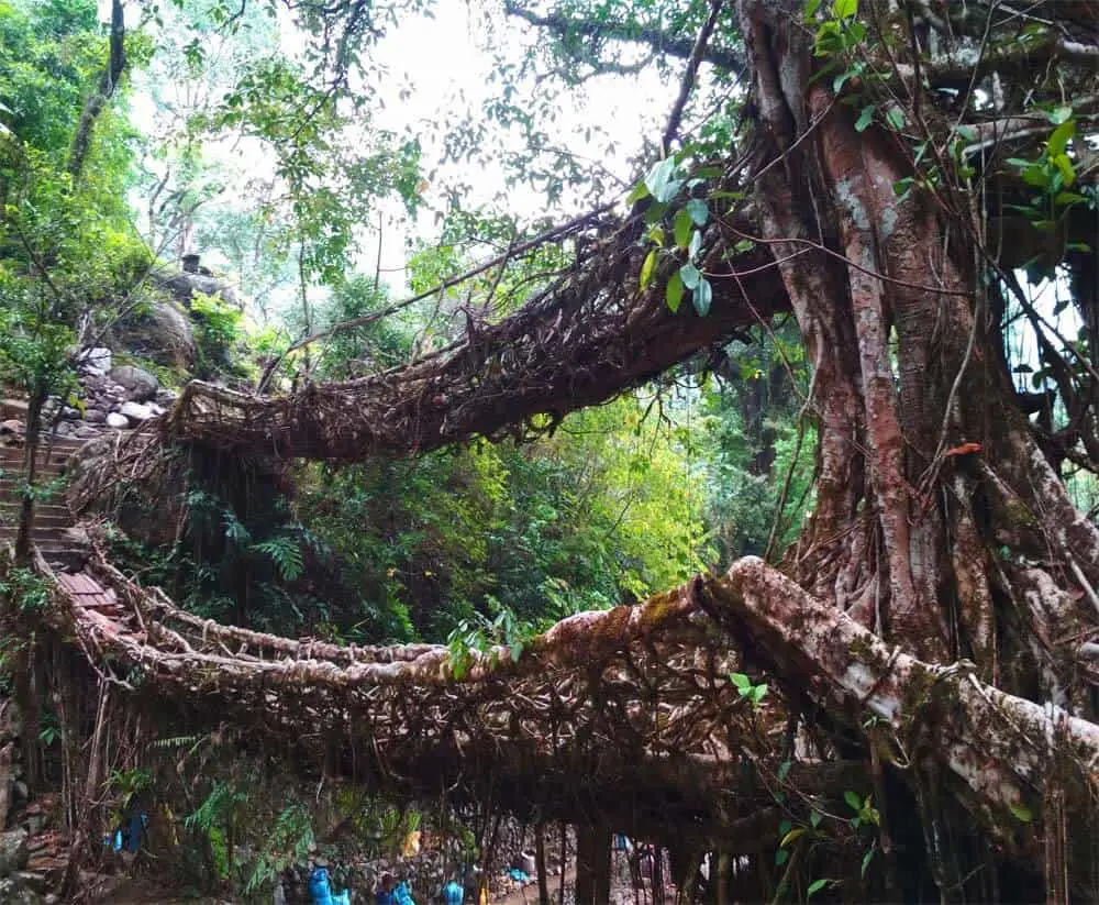 Living Root Bridge India