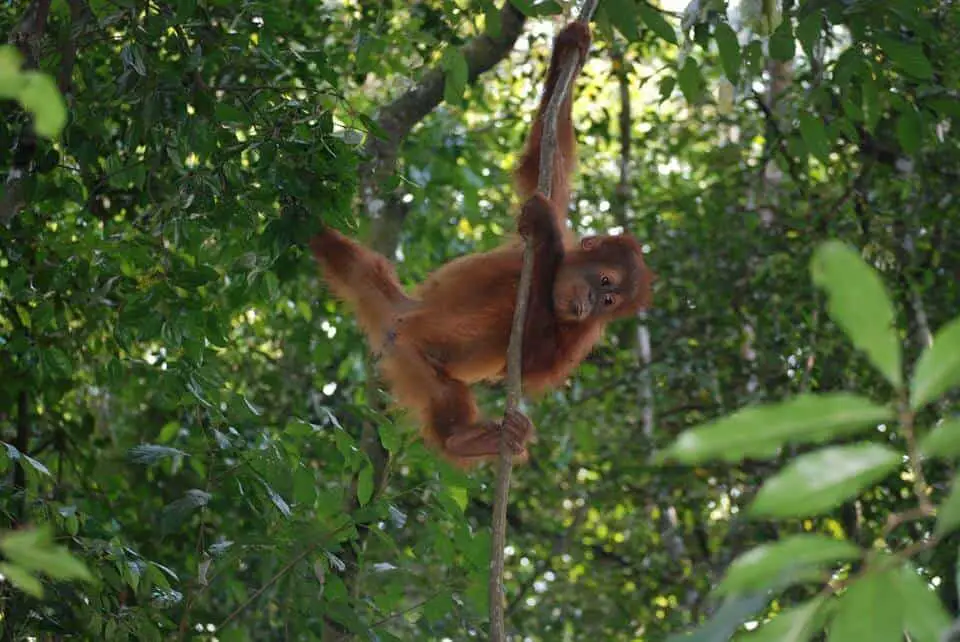 baby orangutan Sumatra