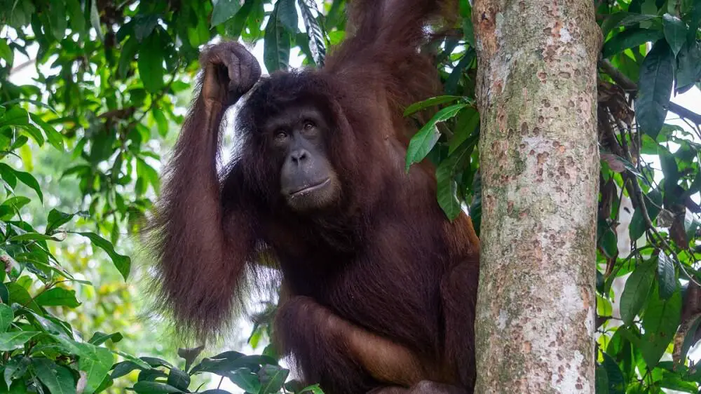orangutan in borneo malaysia