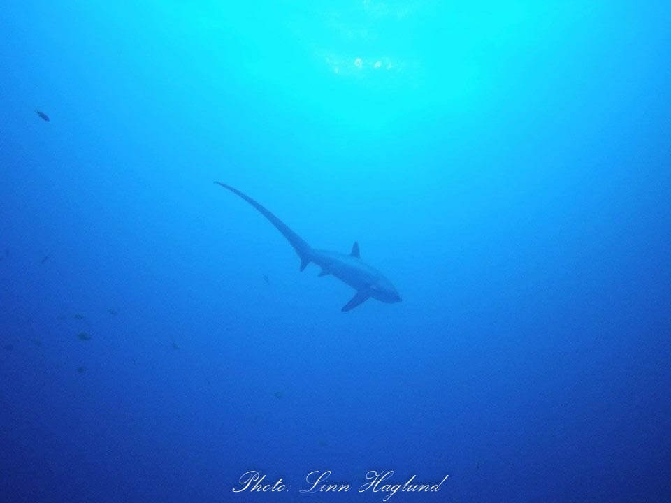 Thresher Shark in Monad Shoal