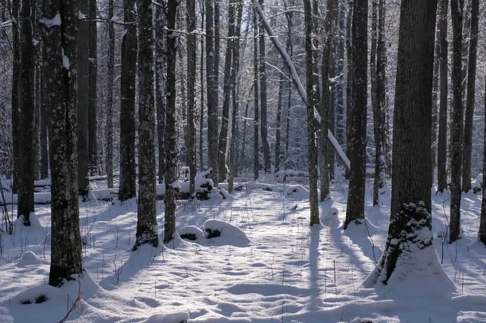 Białowieża National Park in Poland in winter