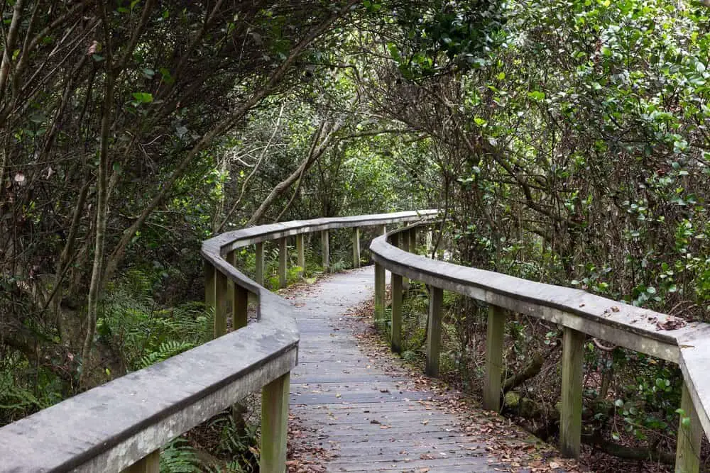 Shark Valley Trail