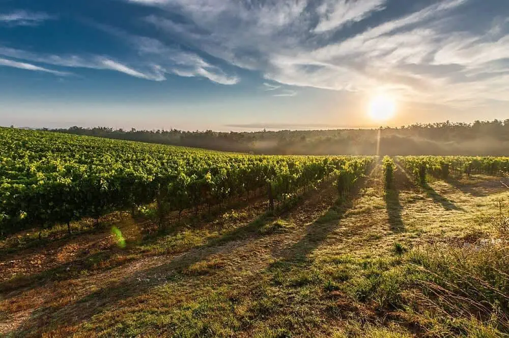 Vineyards in Tuscany