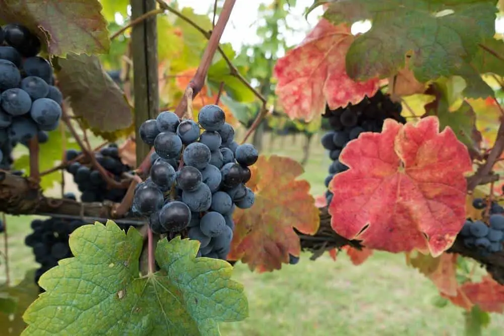 Visit vineyards during any Tuscany Road trip