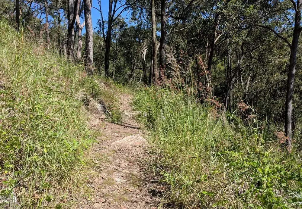 Bushwalks around Brisbane