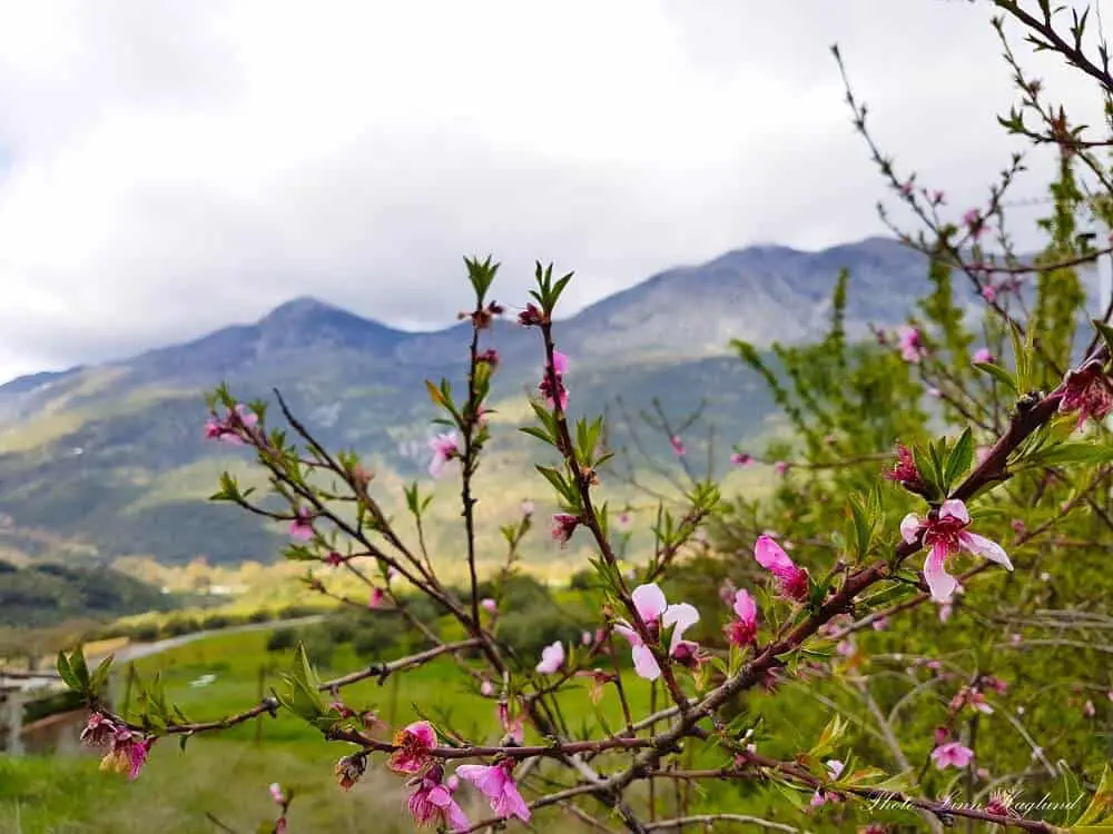 Almond blossom in Andalucia