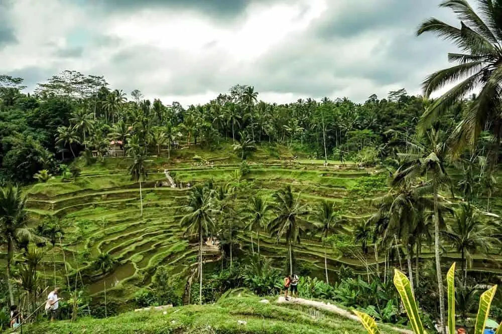 Bali - rice terraces