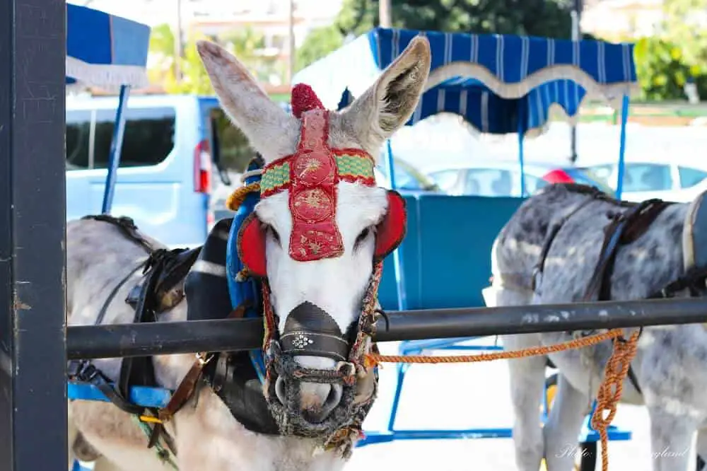 Mijas donkey taxi miserably standing in the heat all day and night