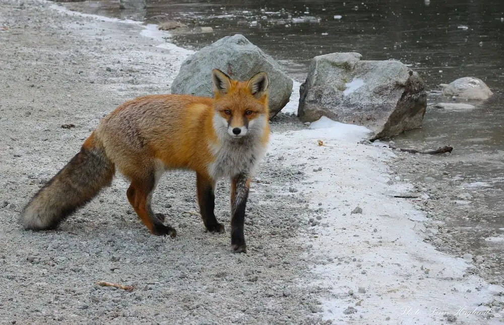 Fox at Zelene Pleso Slovakia