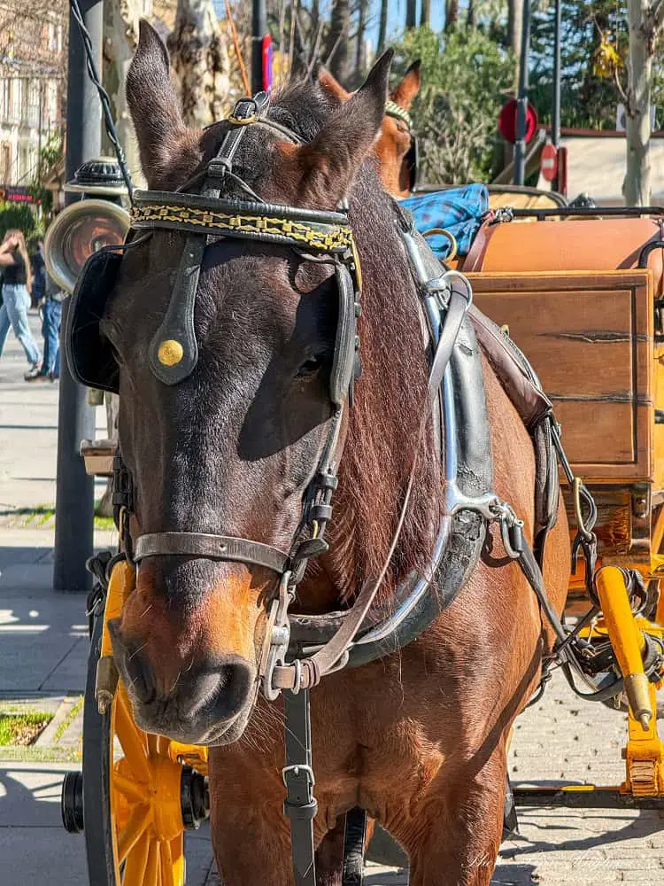 A close-up of a dark brown horse standing infront of a brown and yellow carriage waiting for tourists to board. This is one of the most unethical tourist attractions in Seville to avoid.