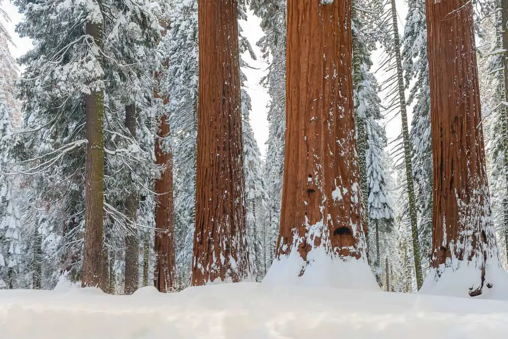 best winter national parks -  sequoia