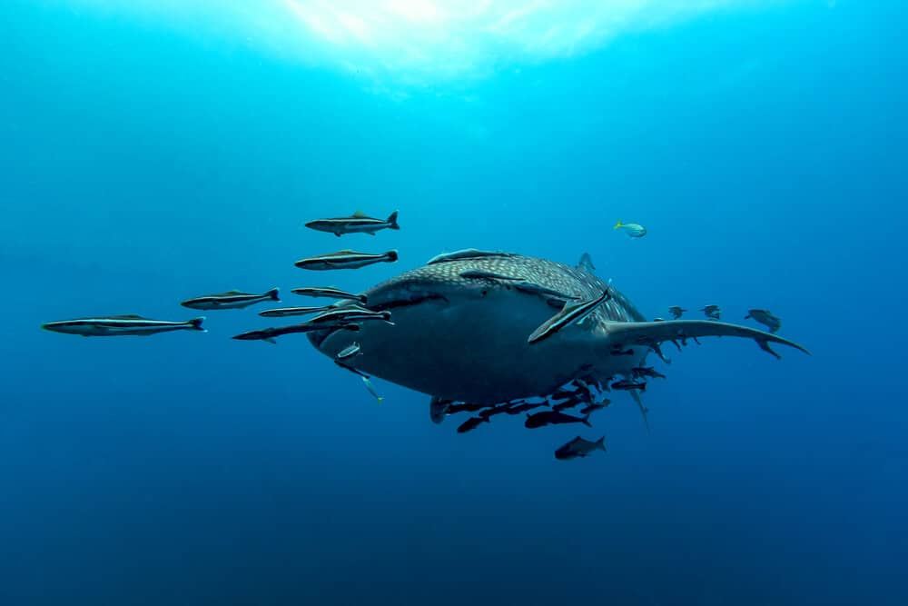 Diving Thailand