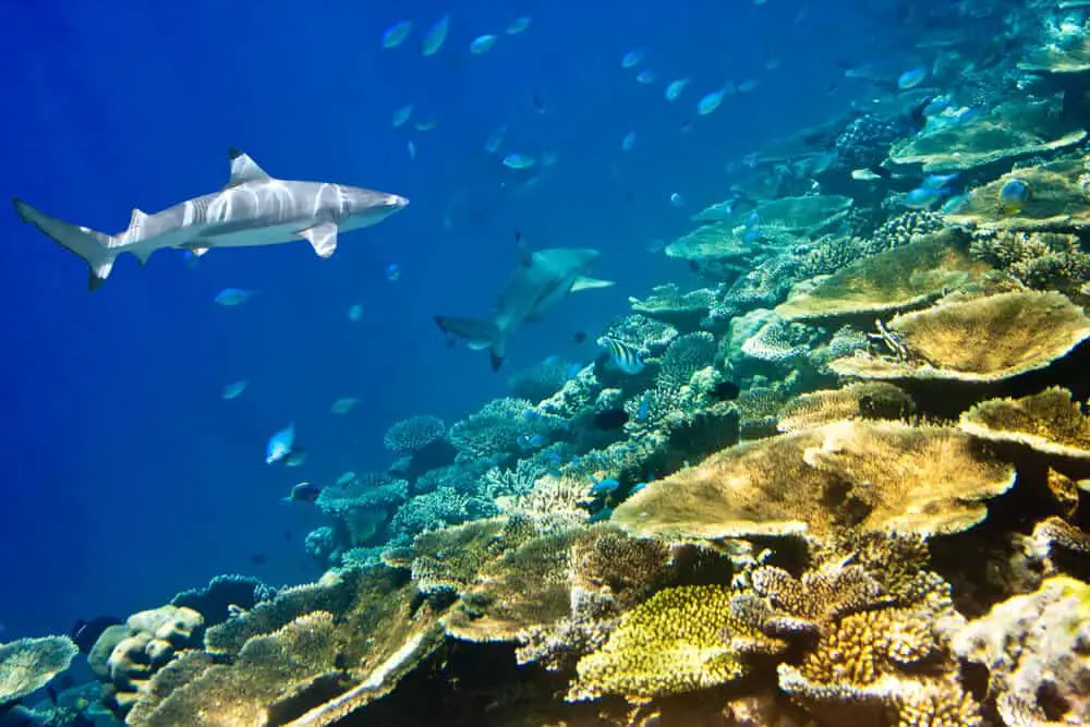 Diving in Thailand