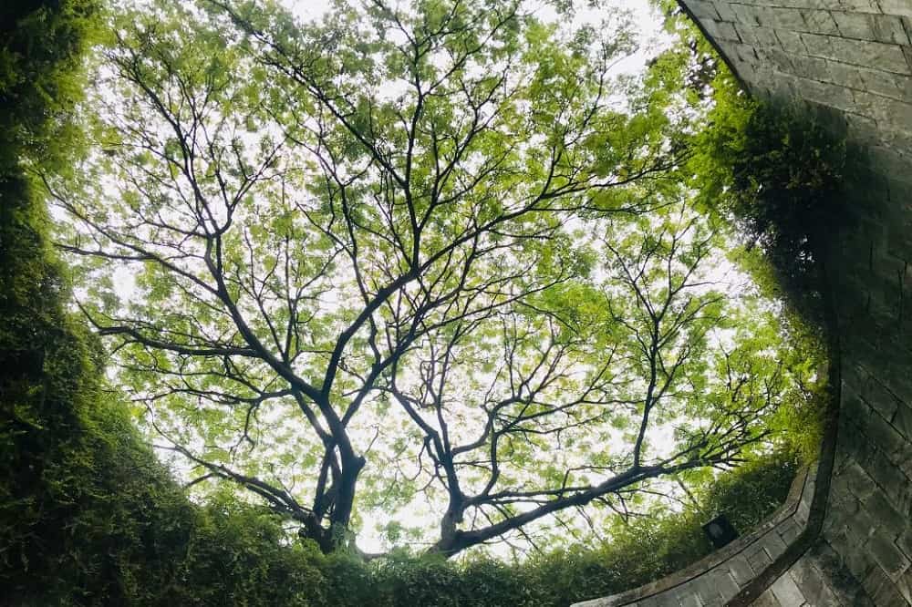 Sustainable tourism destination - Tree Tunnel Fort Canning Park Singapore