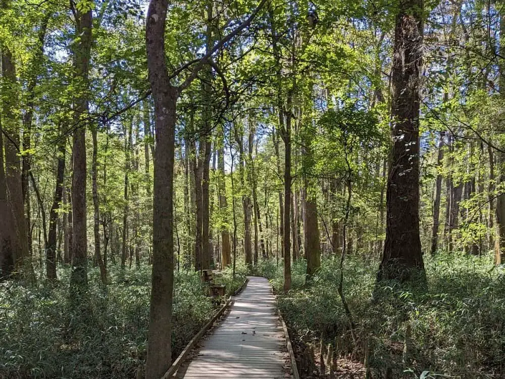 Best national parks in east coast - Congaree National Park