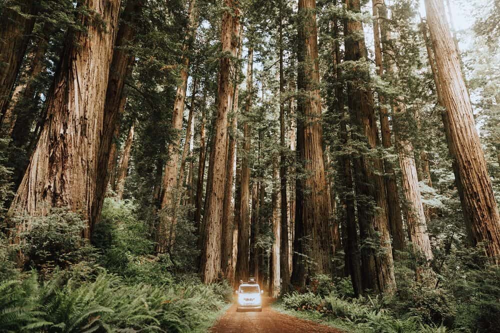 National Parks in West - Redwood
