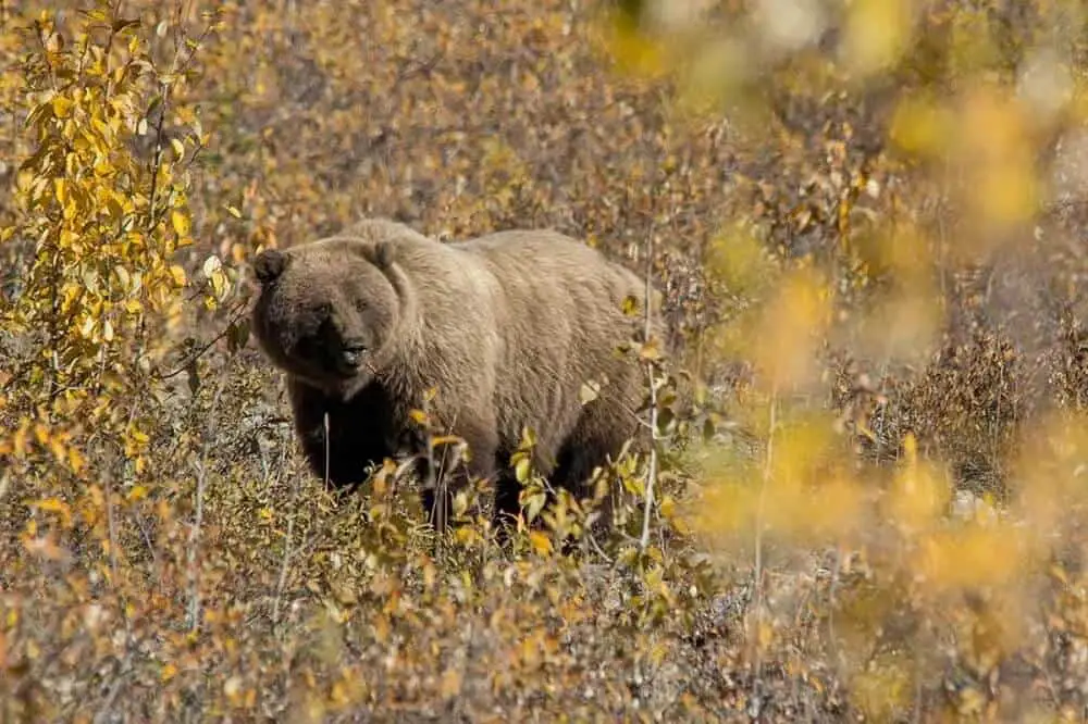 National Parks on the west coast - Denali Grizzly