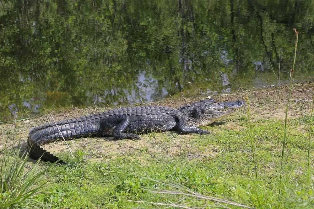 National parks on the East Coast - Everglades