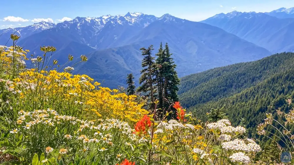 West Coast Parks - Olympic NP