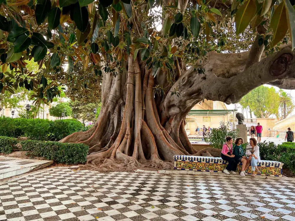 Women talking on a bench under a century-old tree with large, wide roots. The ground is check-colored and makes one of the most beautiful parks in Cadiz Spain.