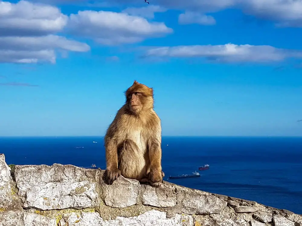 A monkey that I saw on a Fuengirola to Gibraltar day trip is posing for the camera.