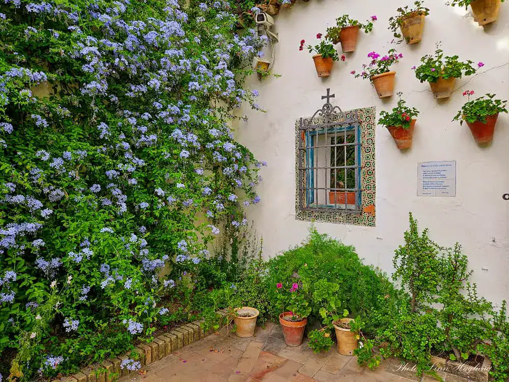 Cordoba courtyard