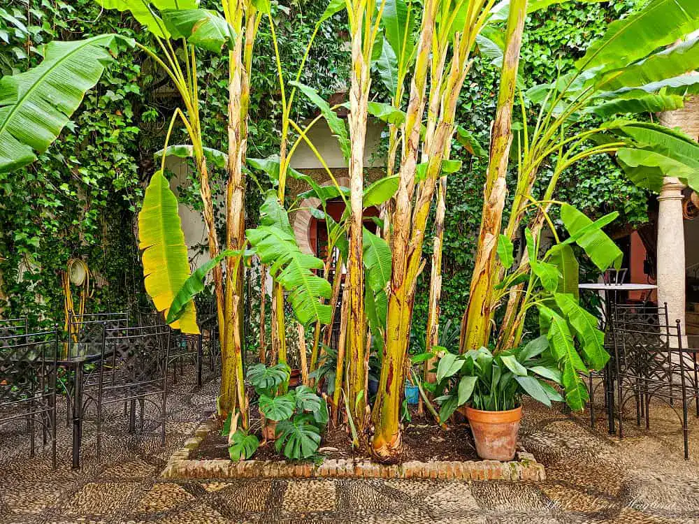 Tablao Cardenal patio